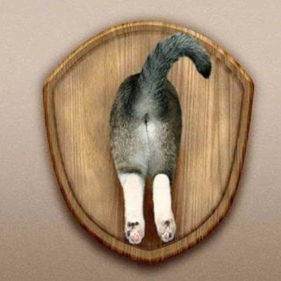 Meet your Posher, Jimmy - Picture 1 of 1